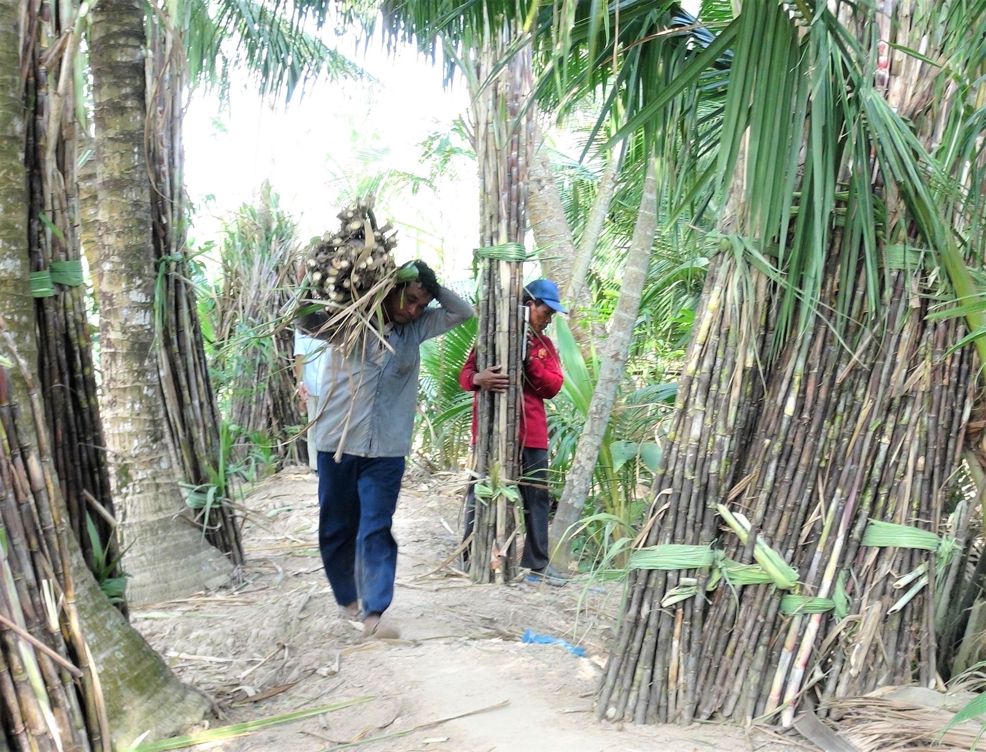 Ngành chức năng Sóc Trăng vào cuộc vụ công ty mía đường “cầu cứu” vì bị tranh mua mía nguyên liệu