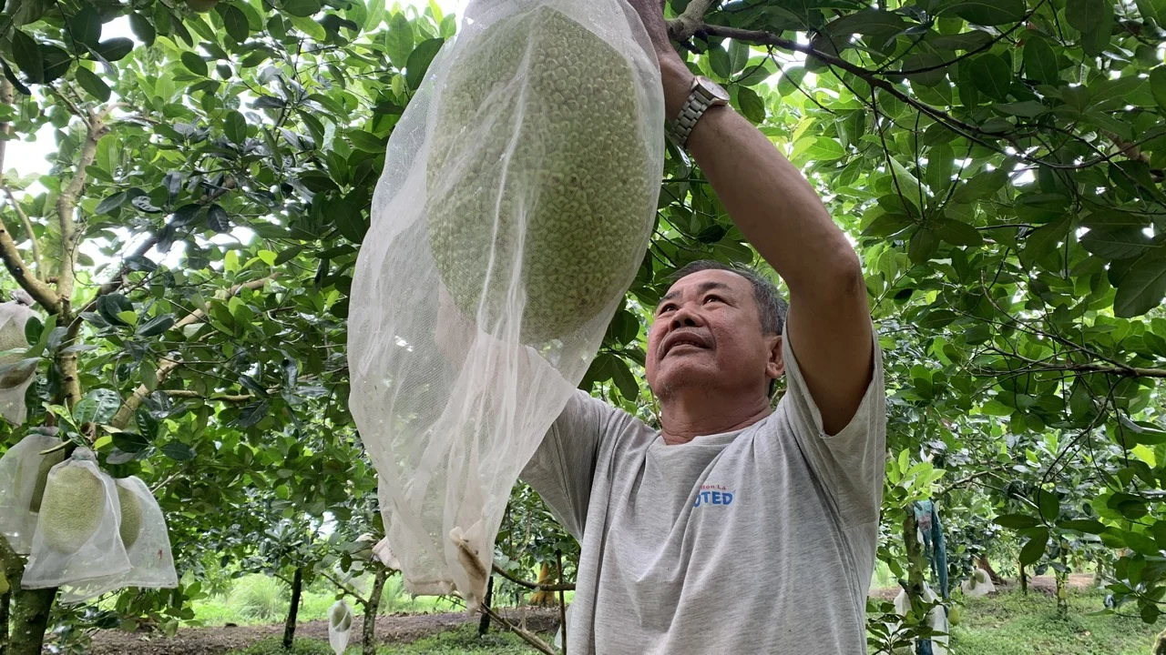 Vĩnh Long có 832 mã số vùng trồng và cơ sở đóng gói