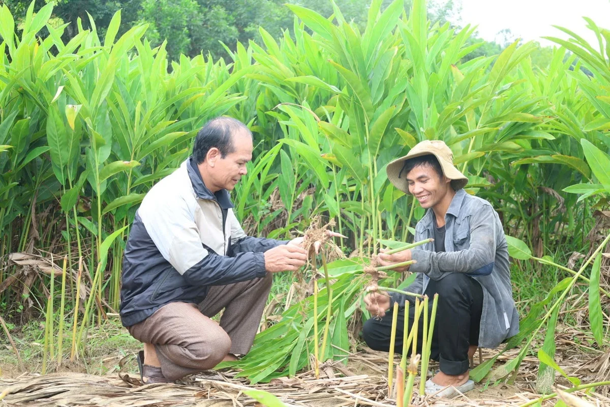 Chuyển đổi cây trồng, nâng giá trị vùng đất đồi