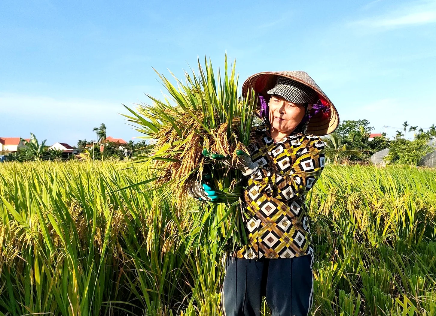 Giá lúa gạo hôm nay 24/9/2026: Lúa tươi tăng nhẹ, gạo nguyên liệu phân hóa