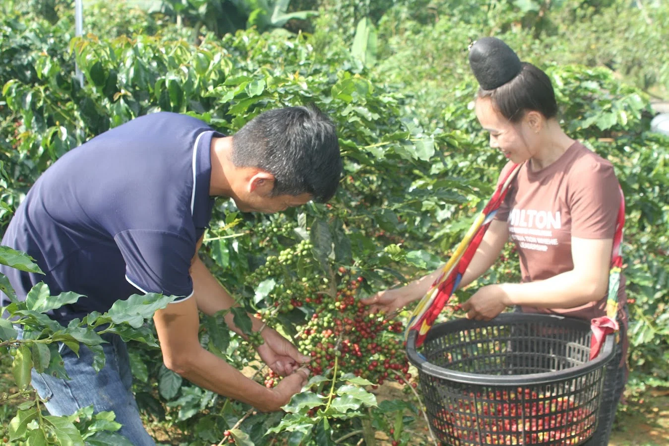 Sơn La rà soát toàn bộ vùng trồng cà phê phục vụ EUDR