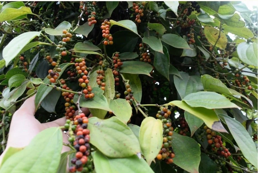 Giá tiêu hôm nay 24/9/2026: Đắk Nông giảm nhẹ 500 đồng/kg