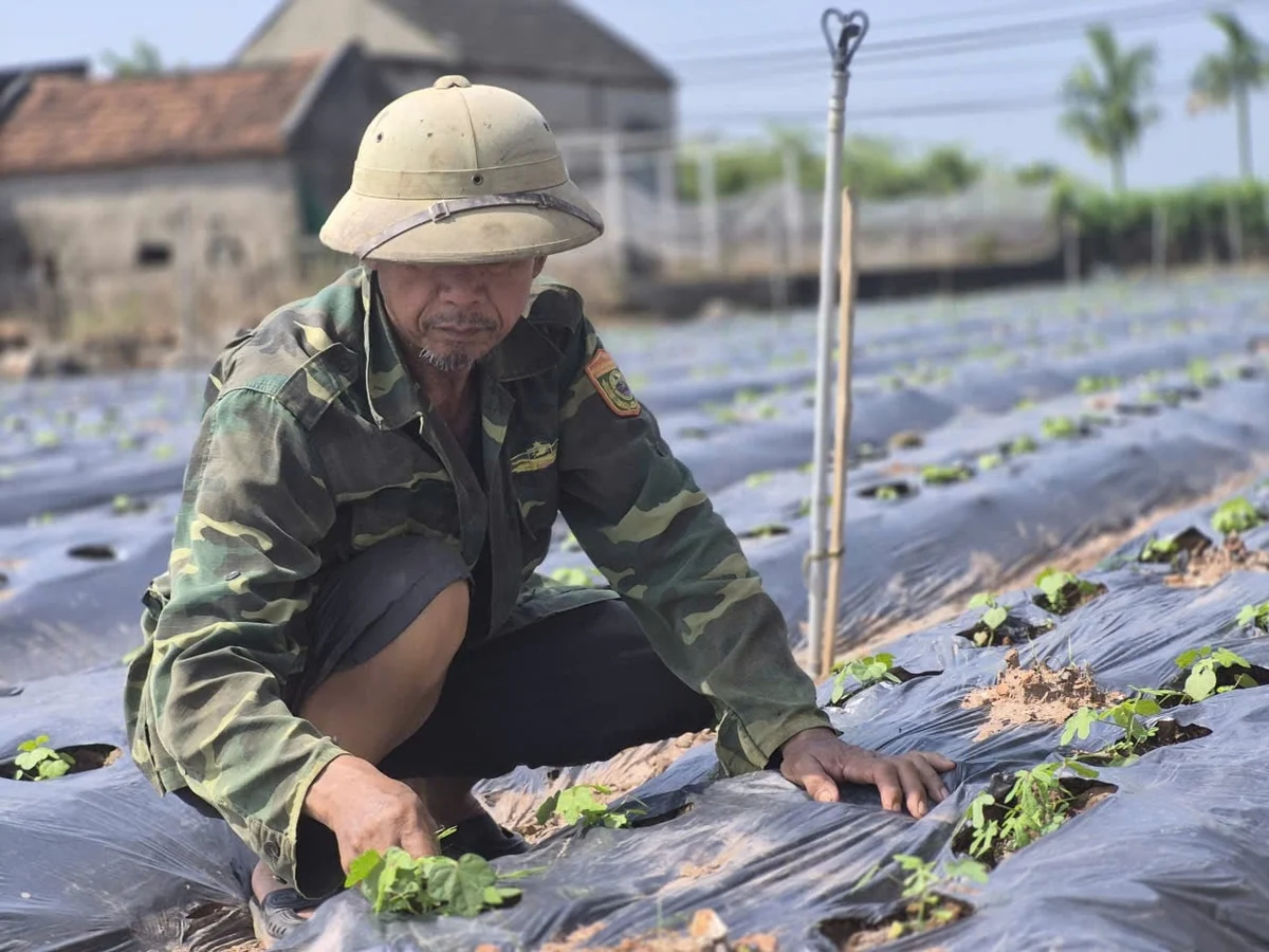 Hoa sâm đã nở trên đất phù sa