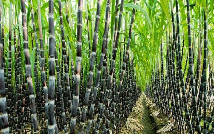 Khánh Hoà: Giá mía lên gần 1 triệu đồng/tấn, nhà nông chốt lãi, chấm dứt cảnh 4 năm thua lỗ