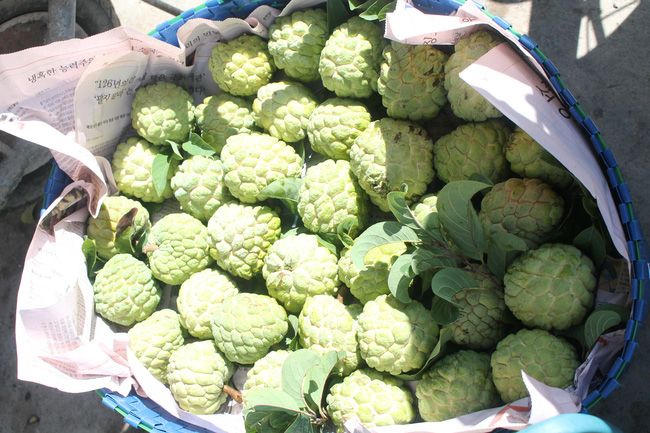 Trồng mãng cầu kiểu cuốn chiếu, chỉ bán vài ngày Tết mà có 100 triệu đồng