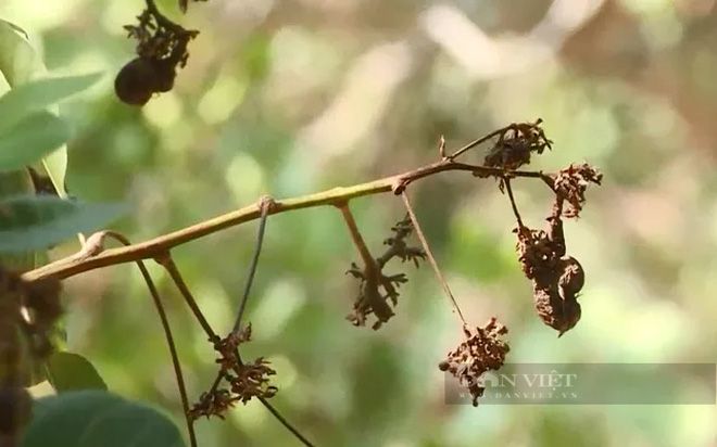 Mưa trái khoáy, điều ra bông mà lại 