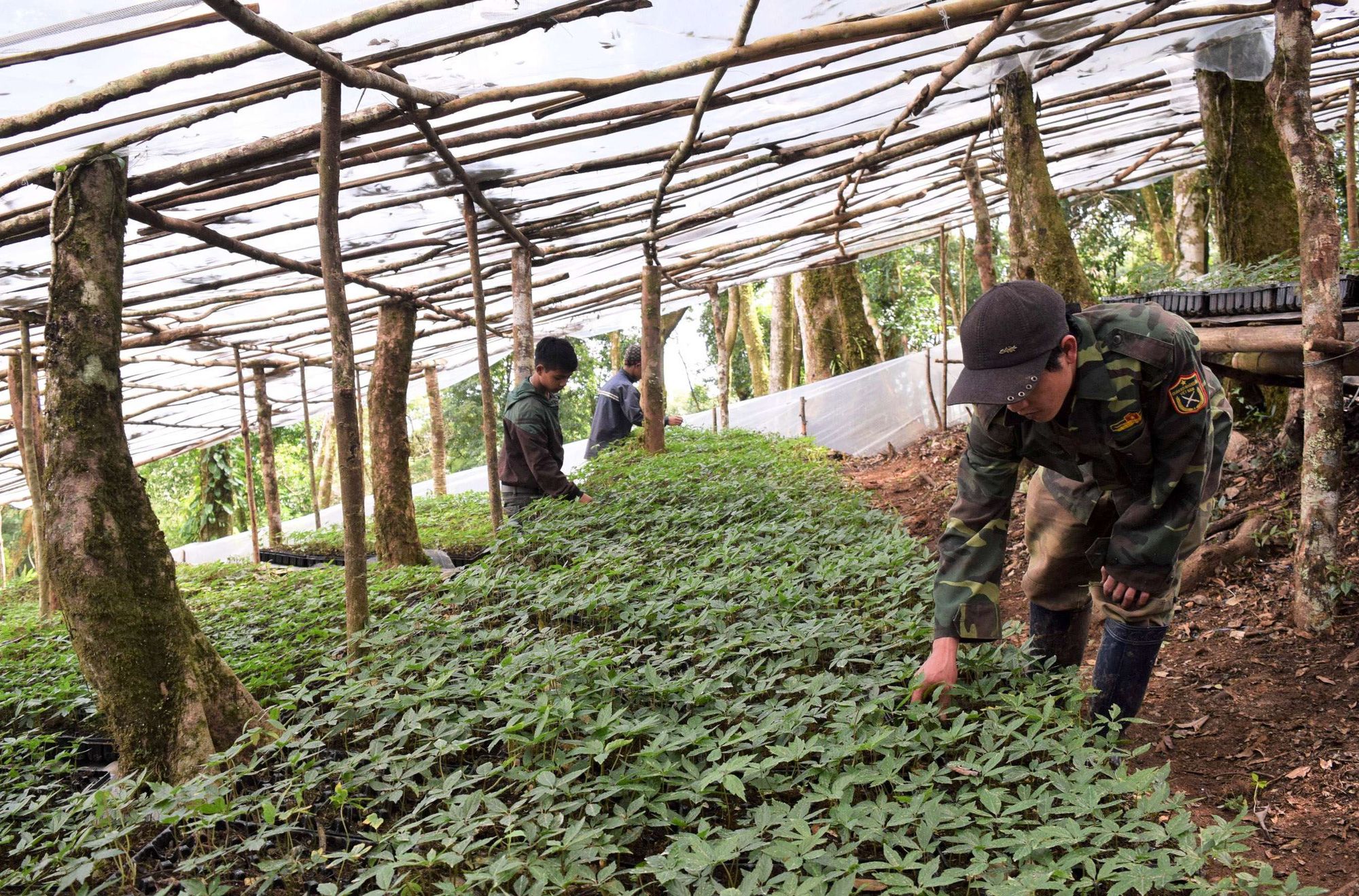 Kon Tum đặt mục tiêu trồng mới 500ha loài cây 