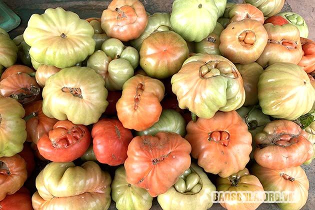 Sơn La: Trồng cà chua giống cổ, đẻ nhiều múi, nhìn xấu xấu vậy mà tranh nhau mua