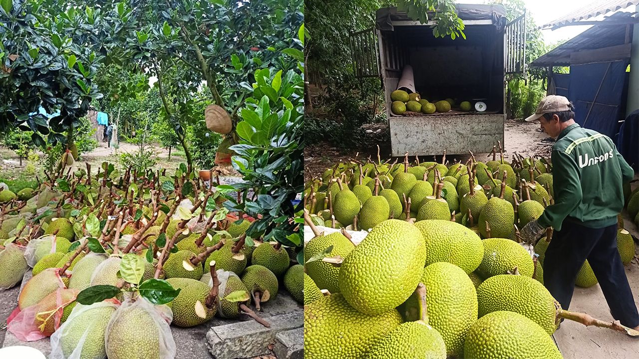 Giá mít Thái hôm nay 27/2: Mít Kem lớn bất ngờ tăng 3.000 đồng/kg, vì sao không nên nhổ bỏ cây mít Thái lúc này?