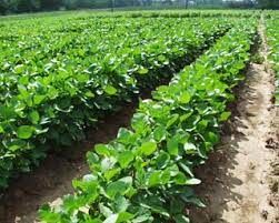 Sâu bệnh thường gặp trên cây đậu nành