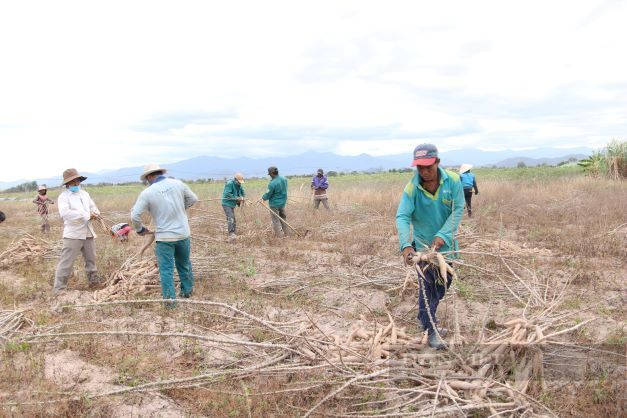 Nông dân Ninh Thuận âu lo vì nhổ cây mì lên toàn củ là củ, nhưng rớt giá
