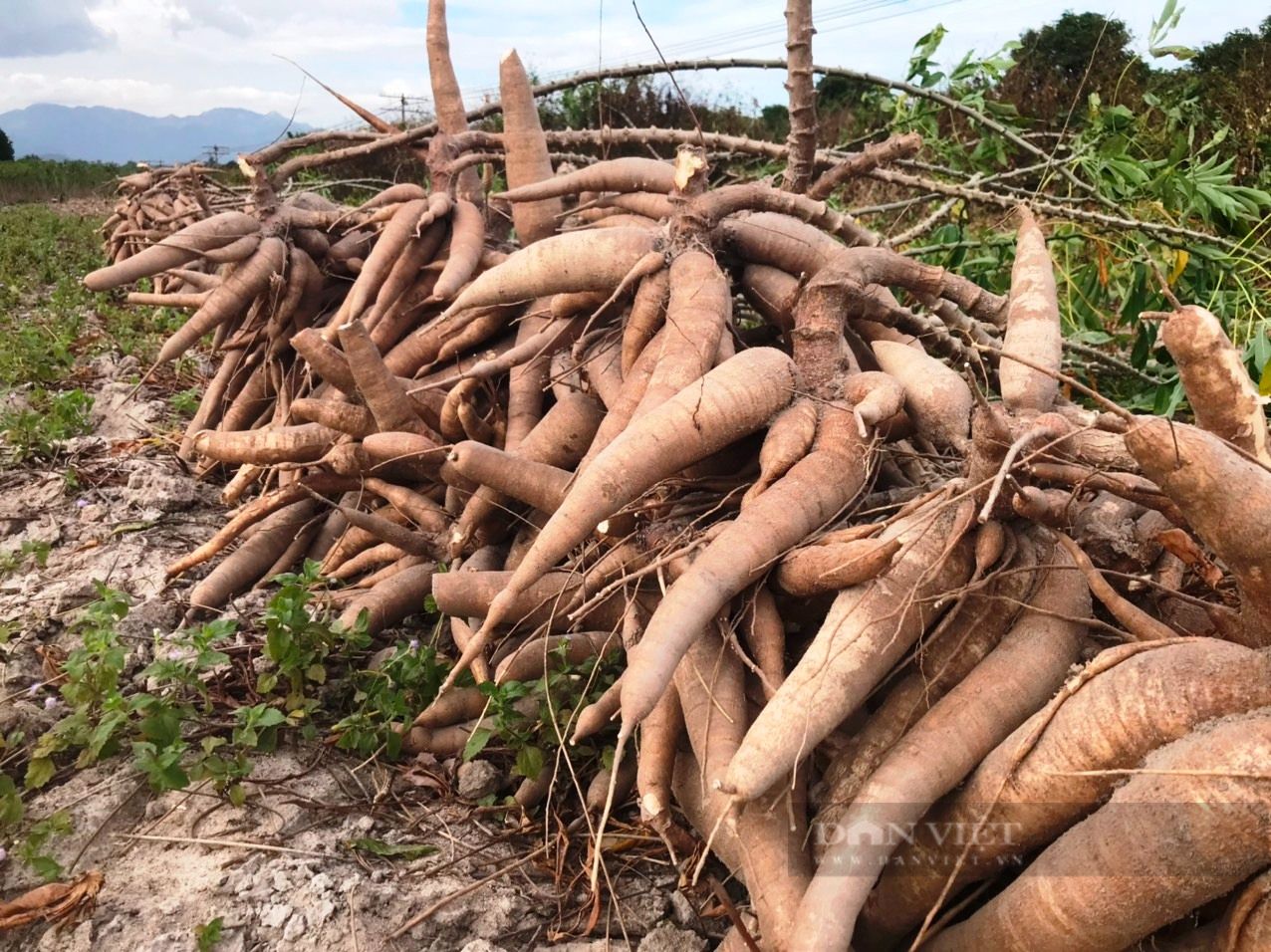 Trung Quốc đột ngột giảm mua, giá 1kg sắn không bằng gói mỳ tôm, nông dân Khánh Hòa khóc ròng