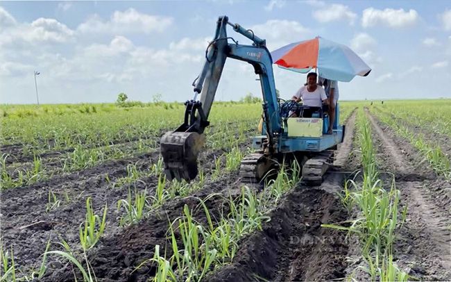 Tây Ninh: Doanh nghiệp tăng giá mua mía lên 20.000 đồng/tấn, giá mía mới nhất là bao nhiêu?