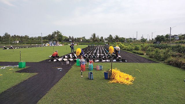 Đồng Tháp: Trồng loại cỏ mềm như nhung, 20 ngày sau thương lái đã đến hỏi mua giá cao