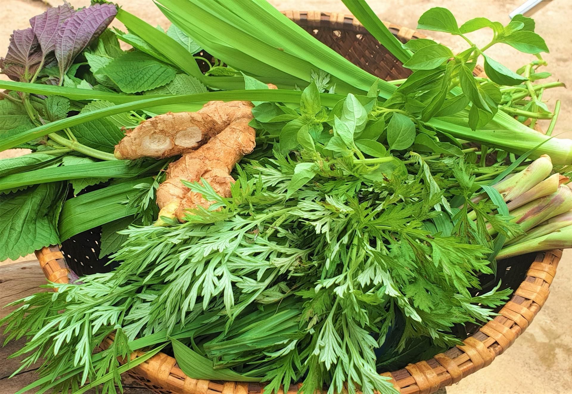 Những thứ lá gì phòng ngừa cảm cúm đang bán hút hàng khi F0 tăng mạnh ở Đắk Lắk?