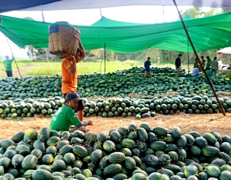 Gia Lai: Dưa hấu đã vào vụ mà thương lái vẫn bặt tăm, giá lại rẻ chưa từng có