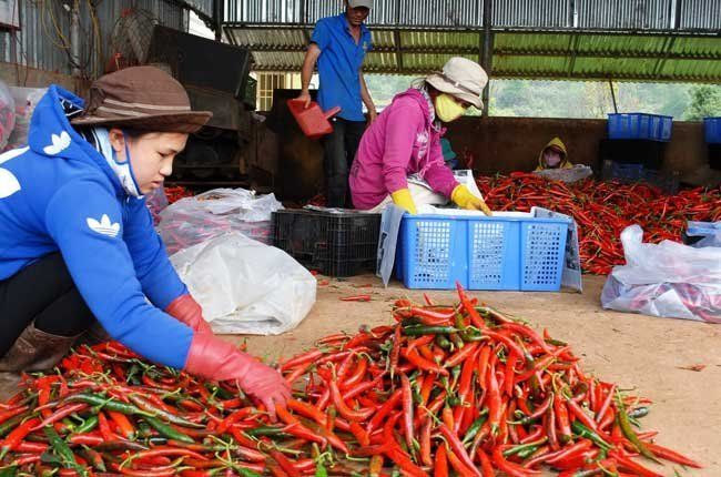Trung Quốc đồng ý cho 5 doanh nghiệp xuất khẩu ớt tươi, cần đáp ứng những tiêu chuẩn gì?