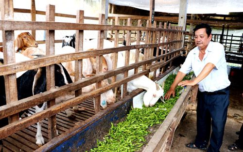 Giá thức ăn chăn nuôi tăng lần thứ 10, nông dân khóc ròng, chuyên gia nói cần làm 5 điều này