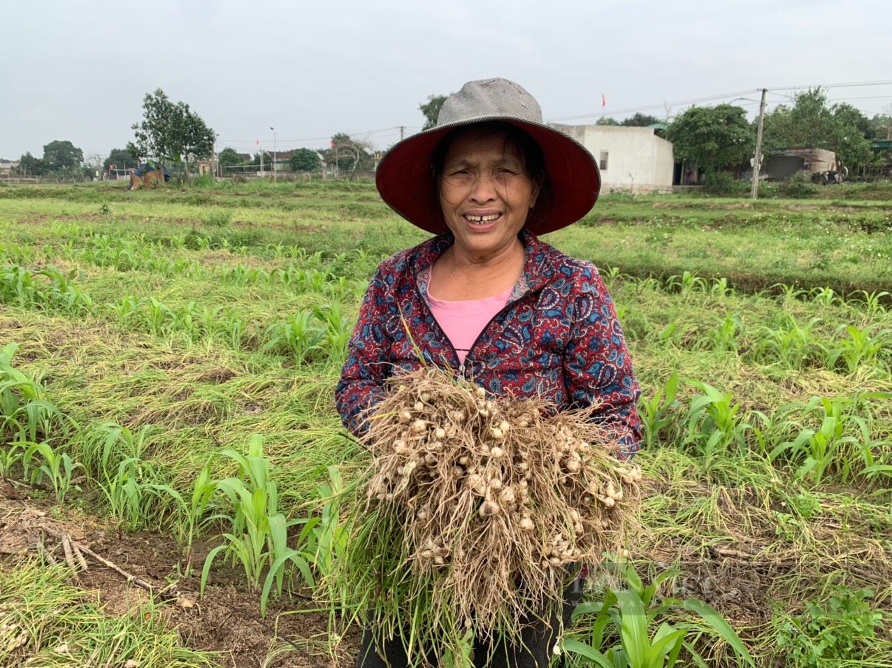 Giá bán thứ củ đặc sản rơi thẳng đứng trên cánh đồng Nghệ An, có phải là do nhà nhà đổ xô đi trồng?