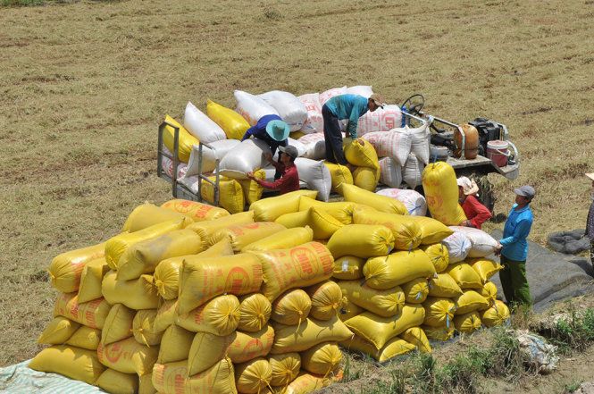 FAO cảnh báo những hậu quả đáng kể về an ninh lương thực do xung đột ở Ukraine