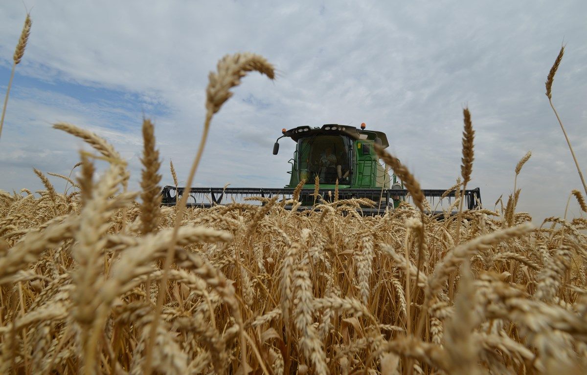 FAO: Cuộc khủng hoảng Ukraine có thể khiến giá lương thực tăng tới 20%