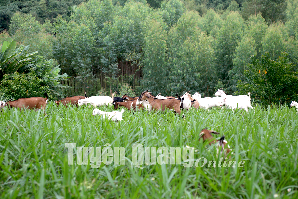 Tuyên Quang: Chăm con be be dưới chân núi, bán giá 150.000 đồng/kg, nhà nào cũng có trăm triệu