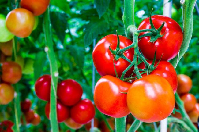 Kỹ thuật trồng cà chua