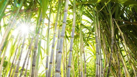 Bộ Công Thương gia hạn điều tra chống lẩn tránh phòng vệ thương mại với đường mía