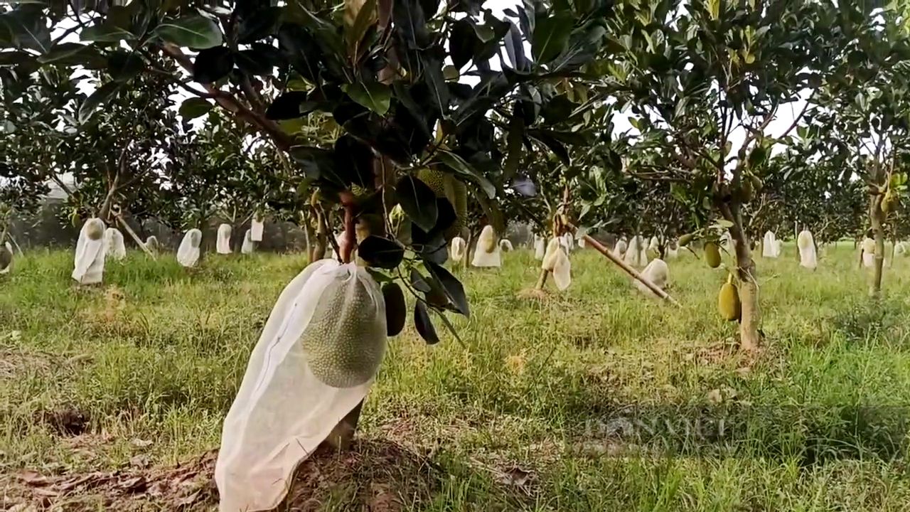 Nhiều doanh nghiệp đứng trước nguy cơ phá sản, Hiệp hội sắn gửi đơn kêu cứu lên Thủ tướng