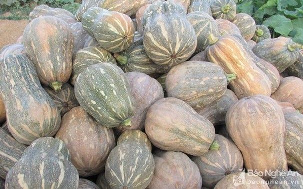 Nghệ An: Trồng bạt ngàn bí đỏ hình hồ lô, càng già càng dễ bán, hoá ra là loại quả ai cũng biết