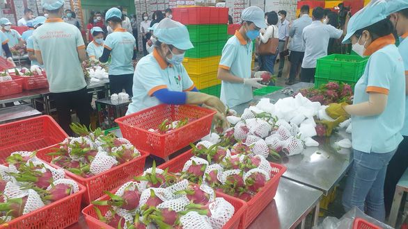 Lỗ tiền tỉ, bán tháo nông sản vì khó xuất khẩu