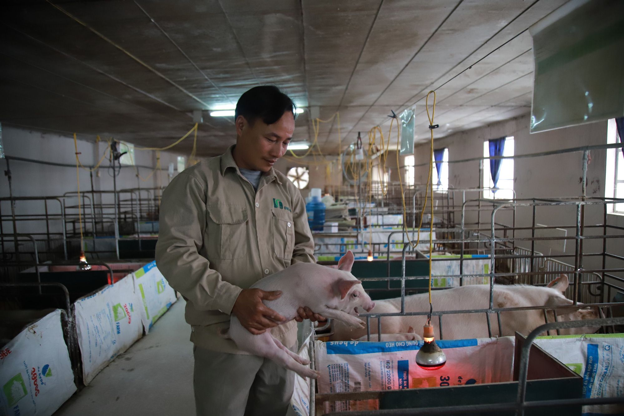 Ngành chăn nuôi Việt Nam nằm trong top đầu Đông Nam Á nhưng nông dân, doanh nghiệp ít hưởng lợi