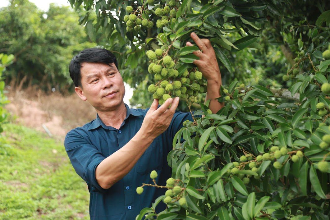 Bắc Giang chính thức khởi động vụ vải thiều 2022 bằng sự kiện xúc tiến tiêu thụ vải tại Mỹ