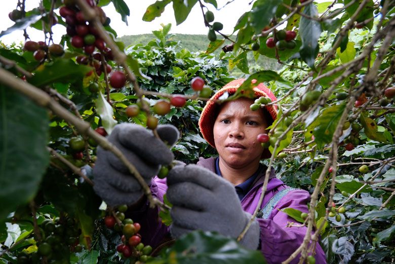 Giá cà phê hôm nay 26/3: Đồng loạt tăng cuối tuần, Robusta kéo Arabica đi lên