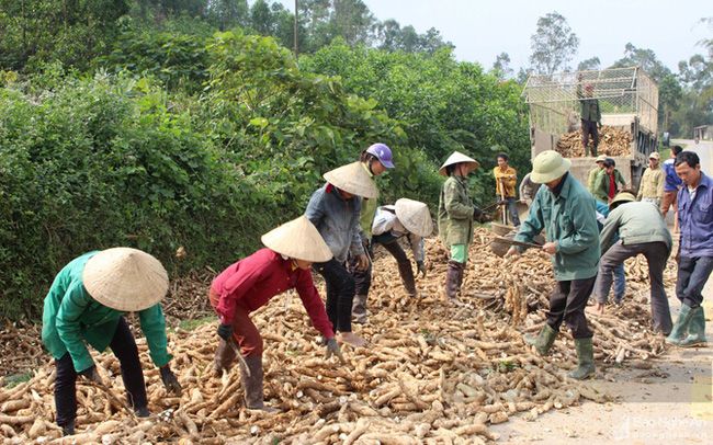 Vụ dừng hoàn thuế VAT xuất khẩu sắn: Cơn ác mộng của cộng đồng doanh nghiệp chế biến tinh bột sắn