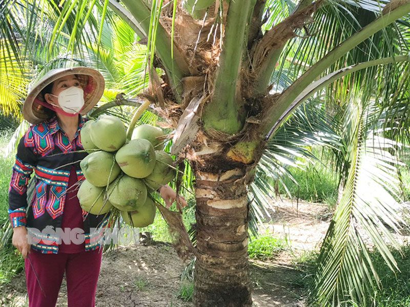 Nông dân trồng dừa Bến Tre mừng vì giá dừa trái tăng lên gấp đôi