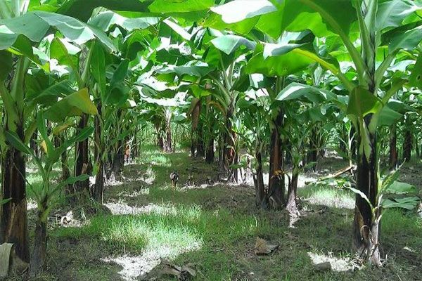 Hà Nội tính chuyện đường dài cho xuất khẩu nông sản