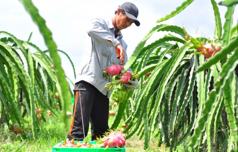 Tăng cường quản lý mã số vùng trồng và cơ sở đóng gói nông sản xuất khẩu