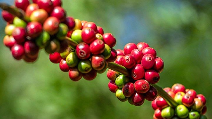 Giá cà phê hôm nay 30/3: Thế giới biến động trái chiều