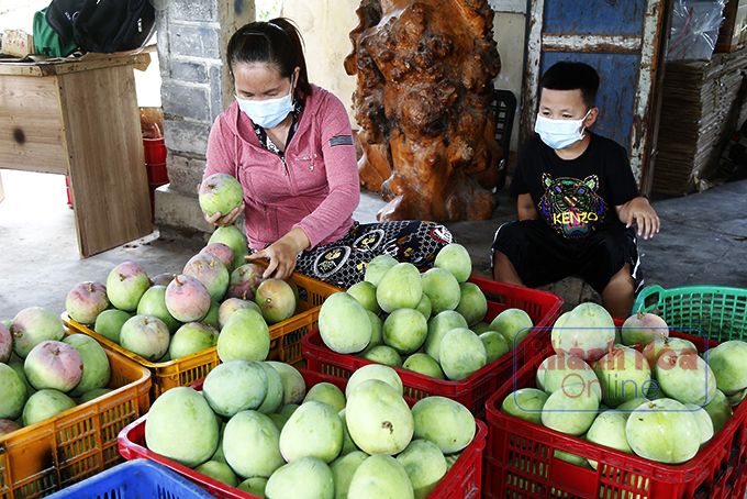Nông dân trồng xoài Úc to bự ở Khánh Hòa buồn thiu, mùa xoài đìu hiu, thiệt đơn thiệt kép