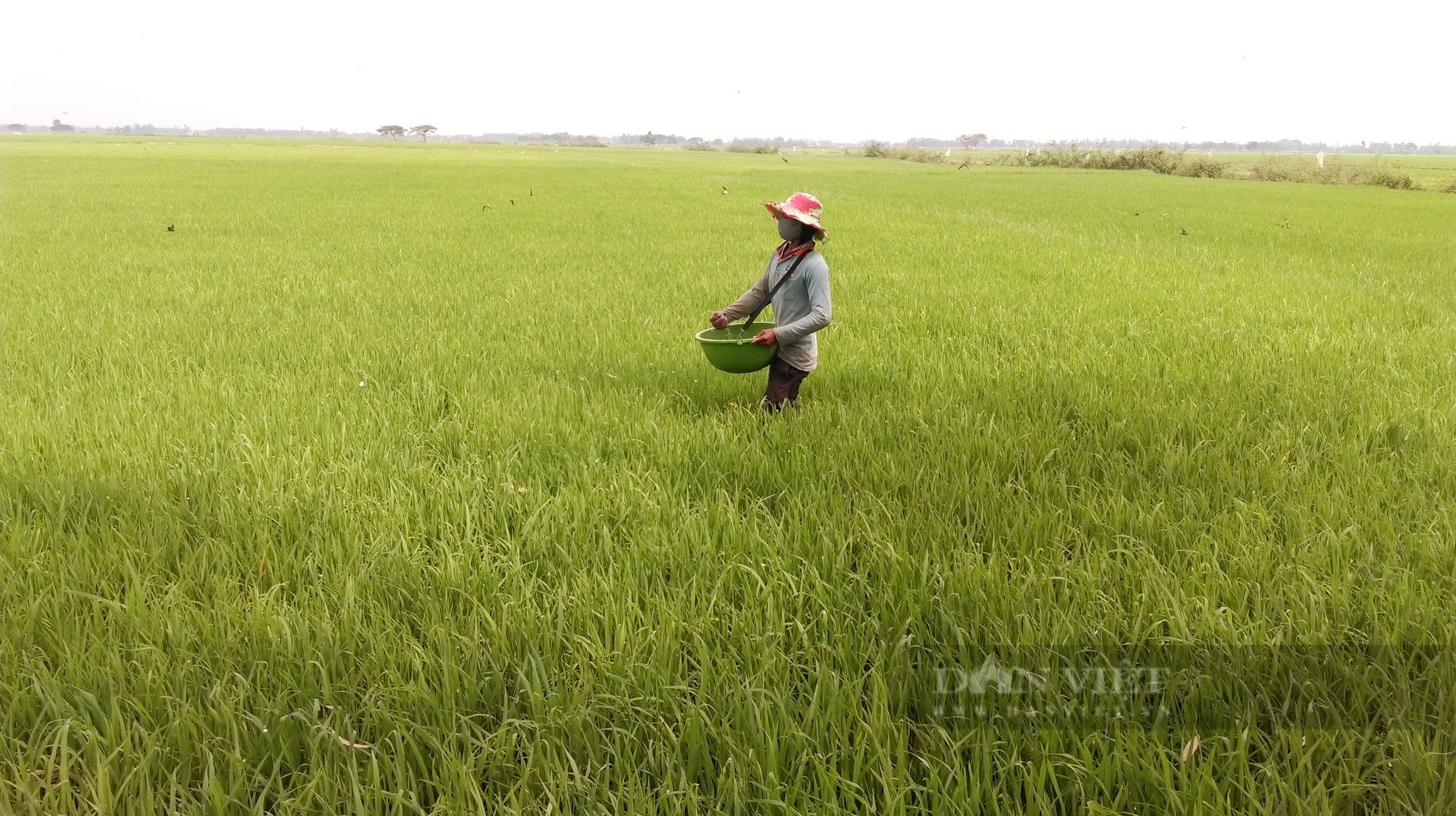Yên Bái: Anh nông dân chia sẻ bí quyết chăm lúa năng suất cao, nhiều người trầm trồ