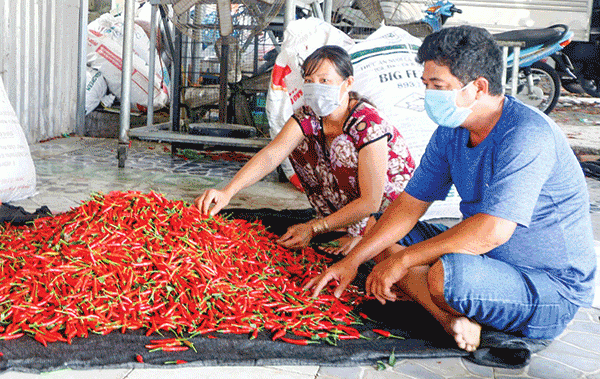 Trung Quốc đẩy mạnh thu mua chính ngạch, giá ớt chỉ thiên tăng vù vù