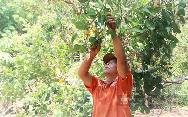 Bình Phước: Bao phen chìm nổi, mất mùa liên miên mà nông dân vẫn 