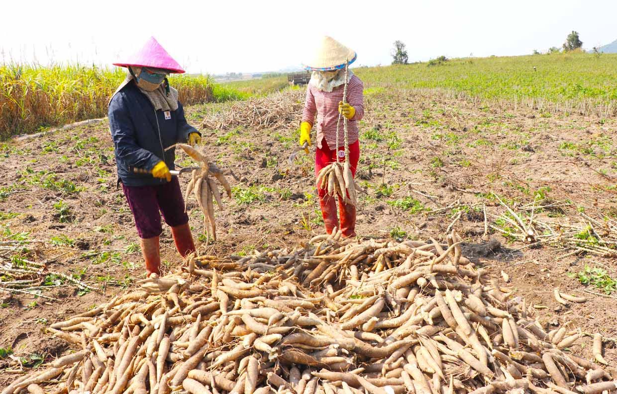 Việt Nam bán hầu hết một nông sản cho Trung Quốc để trộn vào thức ăn chăn nuôi