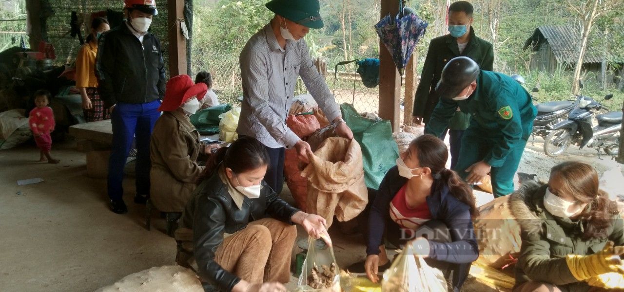 Nghệ An: Thương dân trồng gừng đến vụ thu hoạch không ai mua, chủ tịch xã viết tâm thư kêu cứu
