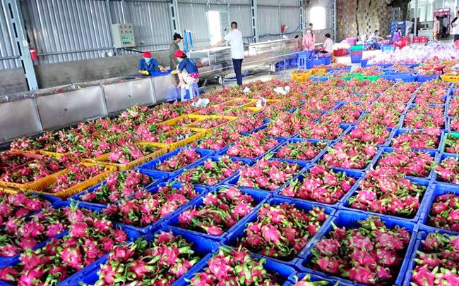 Bình Thuận: Giá thanh long tăng nhanh, nông dân rầu rĩ vì chả còn quả nào bán