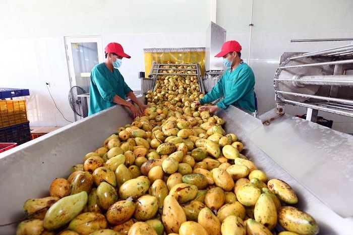 Đưa nông sản sạch vươn xa nhờ chương trình OCOP