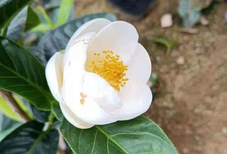 Bạch Hải Đường là hoa gì mà bỗng nhiên sốt giá, nửa tỷ đồng 1 cây bé tí, được săn lùng ráo riết?