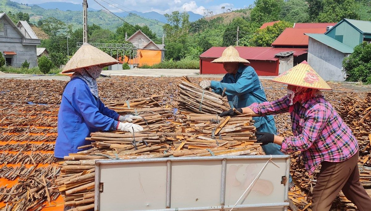 Bóc thứ vỏ cây cay nồng bán đi khắp thế giới, Việt Nam thu ngay 291,8 triệu USD