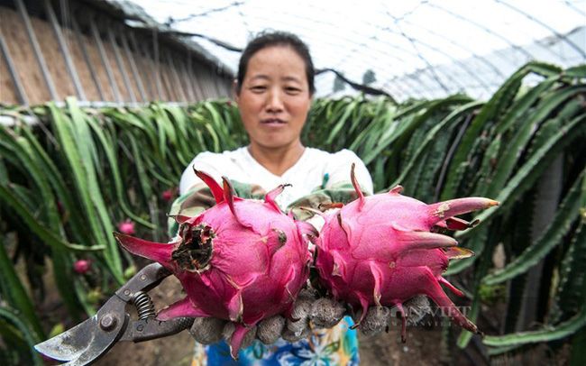 Vì sao thanh long rơi vào khủng hoảng thừa ở thị trường nội địa, có phải do 63 tỉnh, thành phố đã trồng?